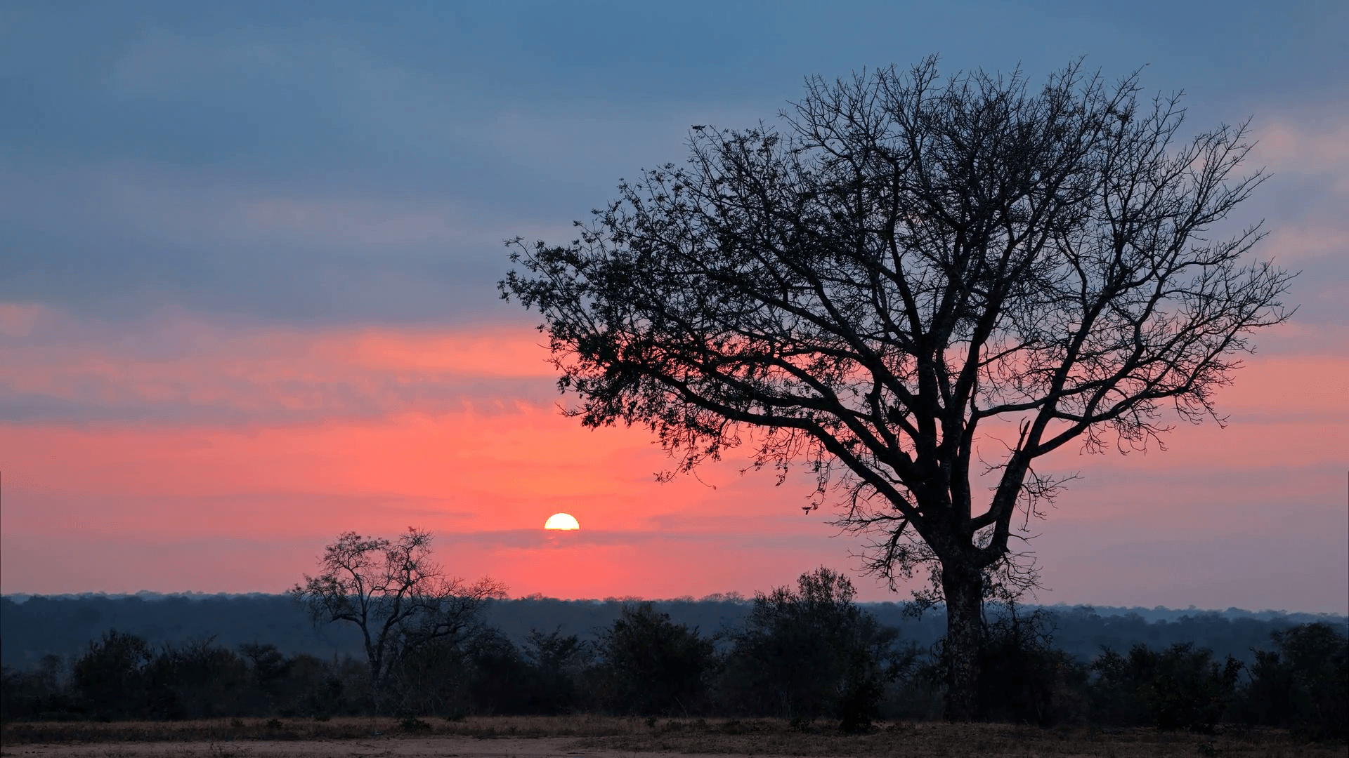 Sun and silhouetted African savanna tree at sunrise, South Africa