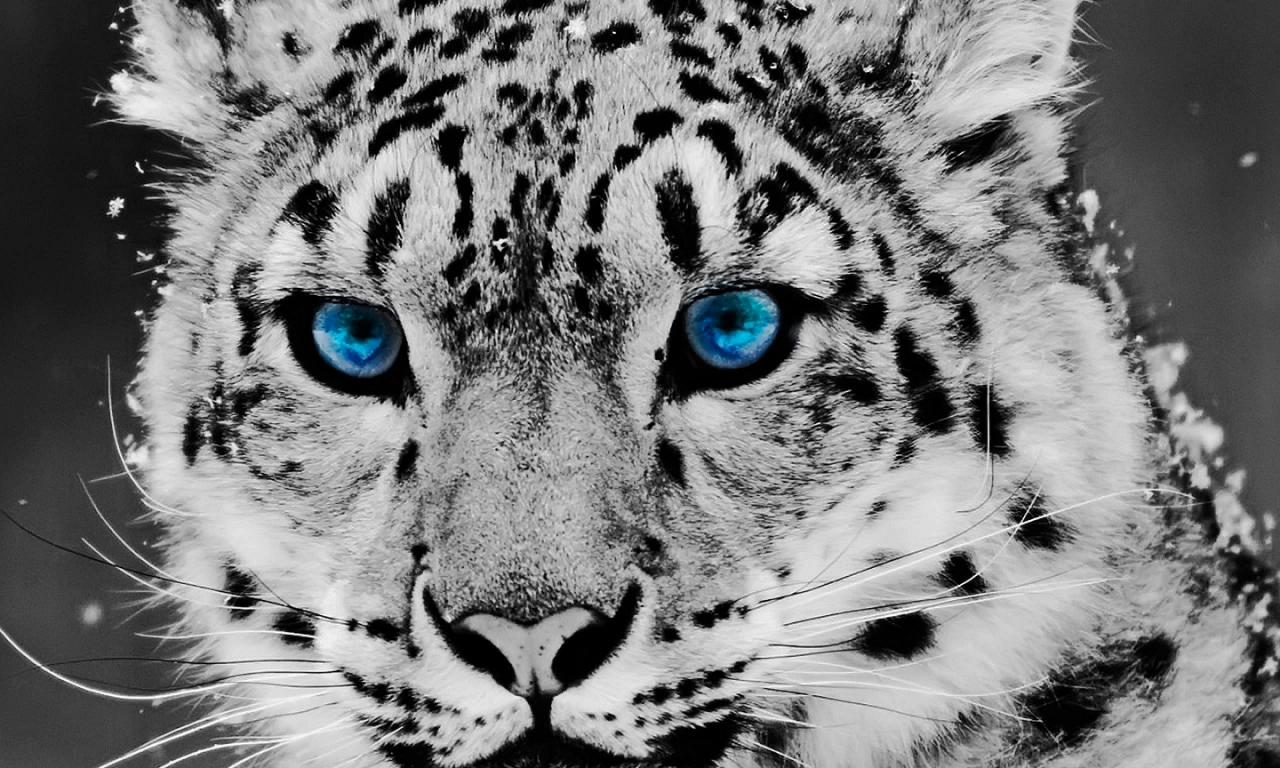 Snow Leopard Wallpaper and Background Imagex768