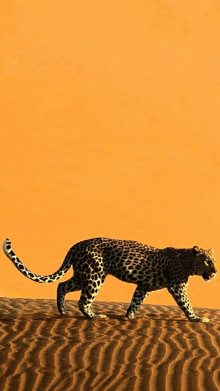 Download Furry Leopard Print Brown Wallpaper  Wallpaperscom