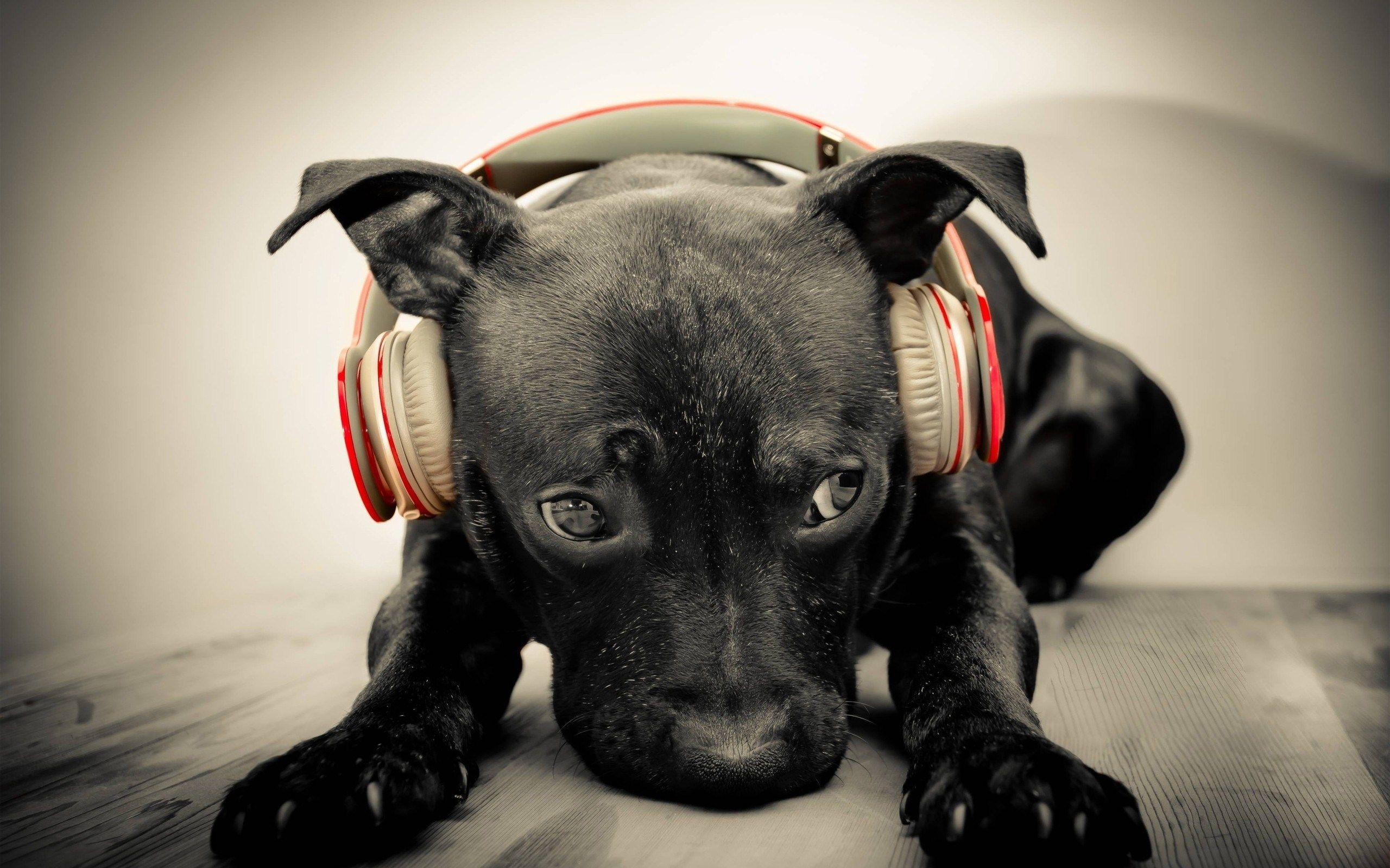 Cute Black Dog Headphones Music HD Wallpaper. Animals!