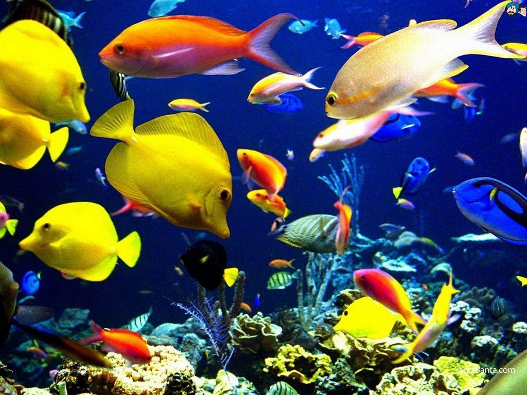 Free Download Aquatic HD Wallpaper