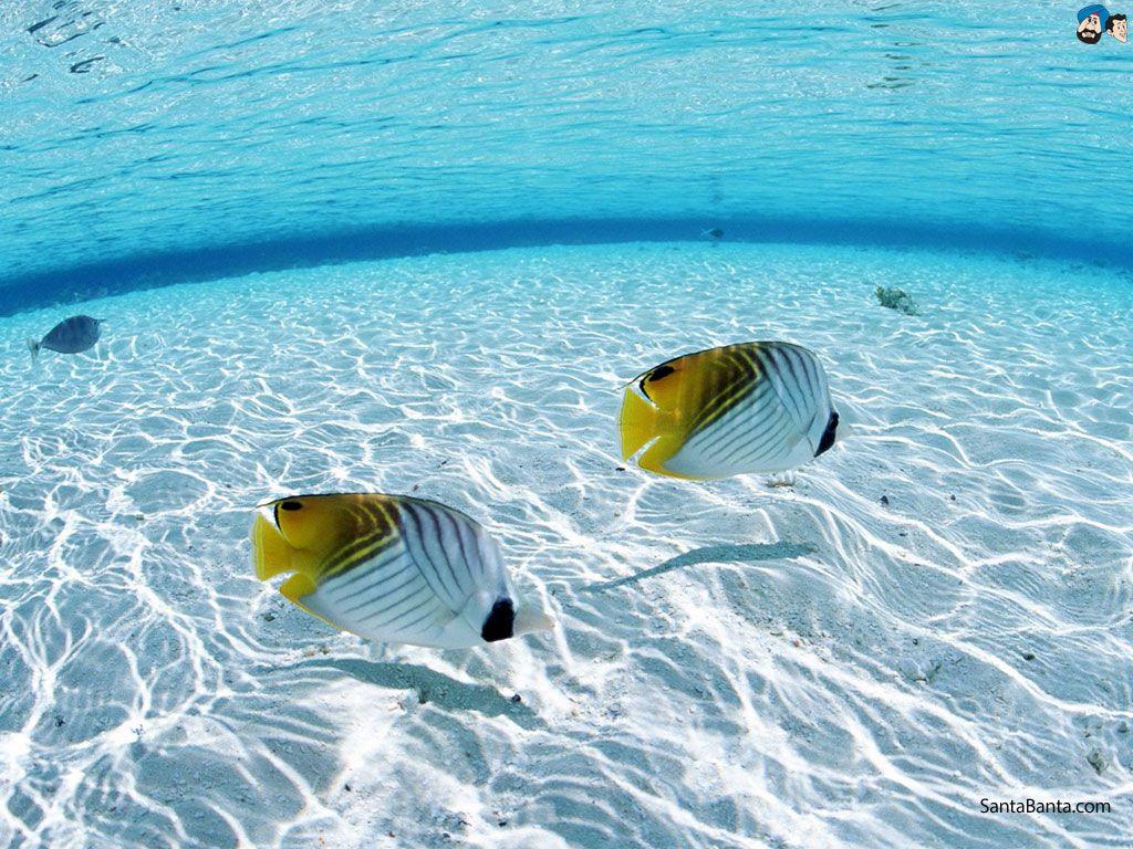 Aquarium Wallpapers HD