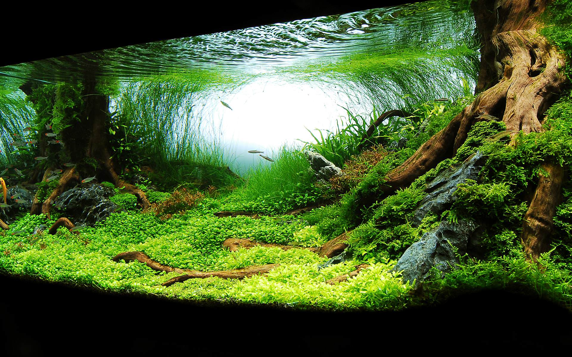 Photography of Aquarium HD wallpaper. HD Latest Wallpaper