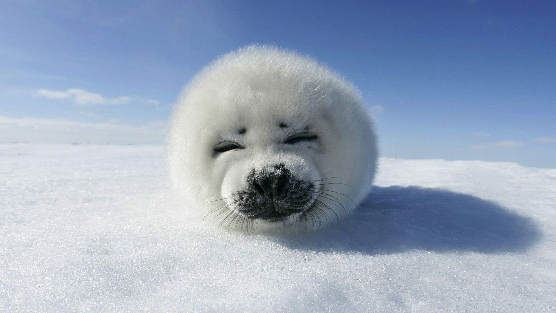 Desktop Wallpaper Animals Baby Seal Canadian