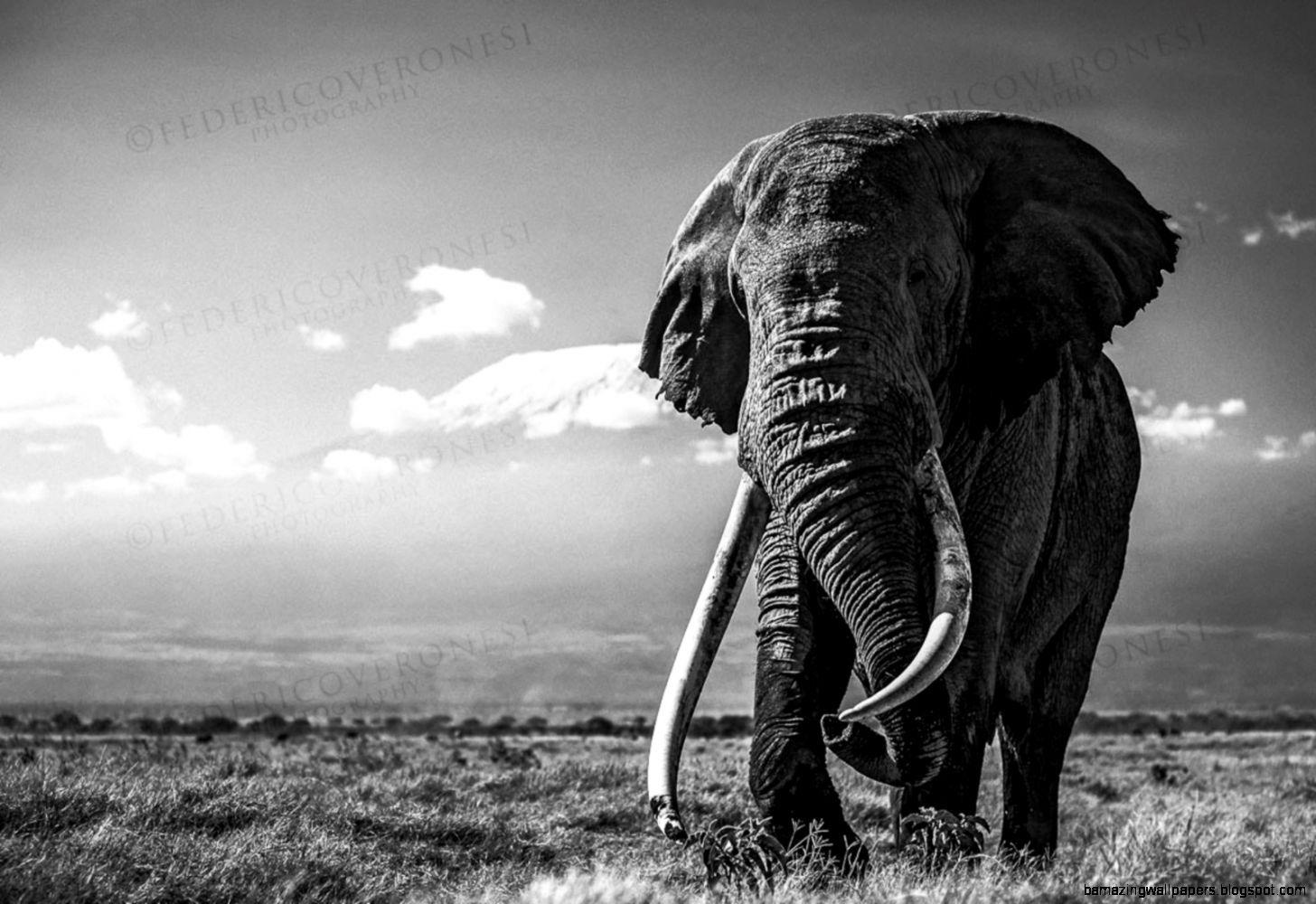 Free Elephant Black And White Wallpaper 1080p