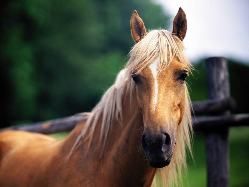 Free Horse Wallpaper