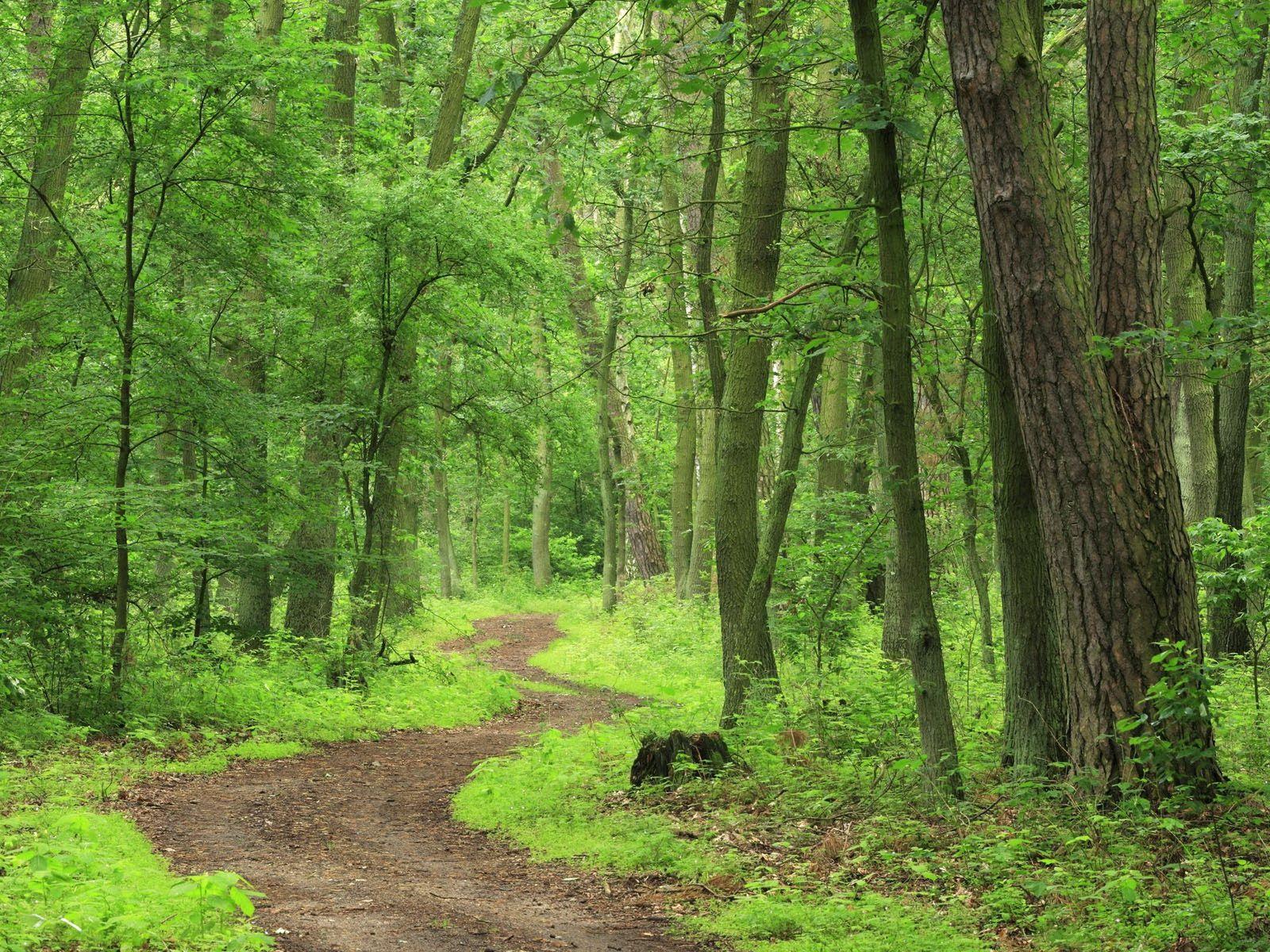 Forest Picture