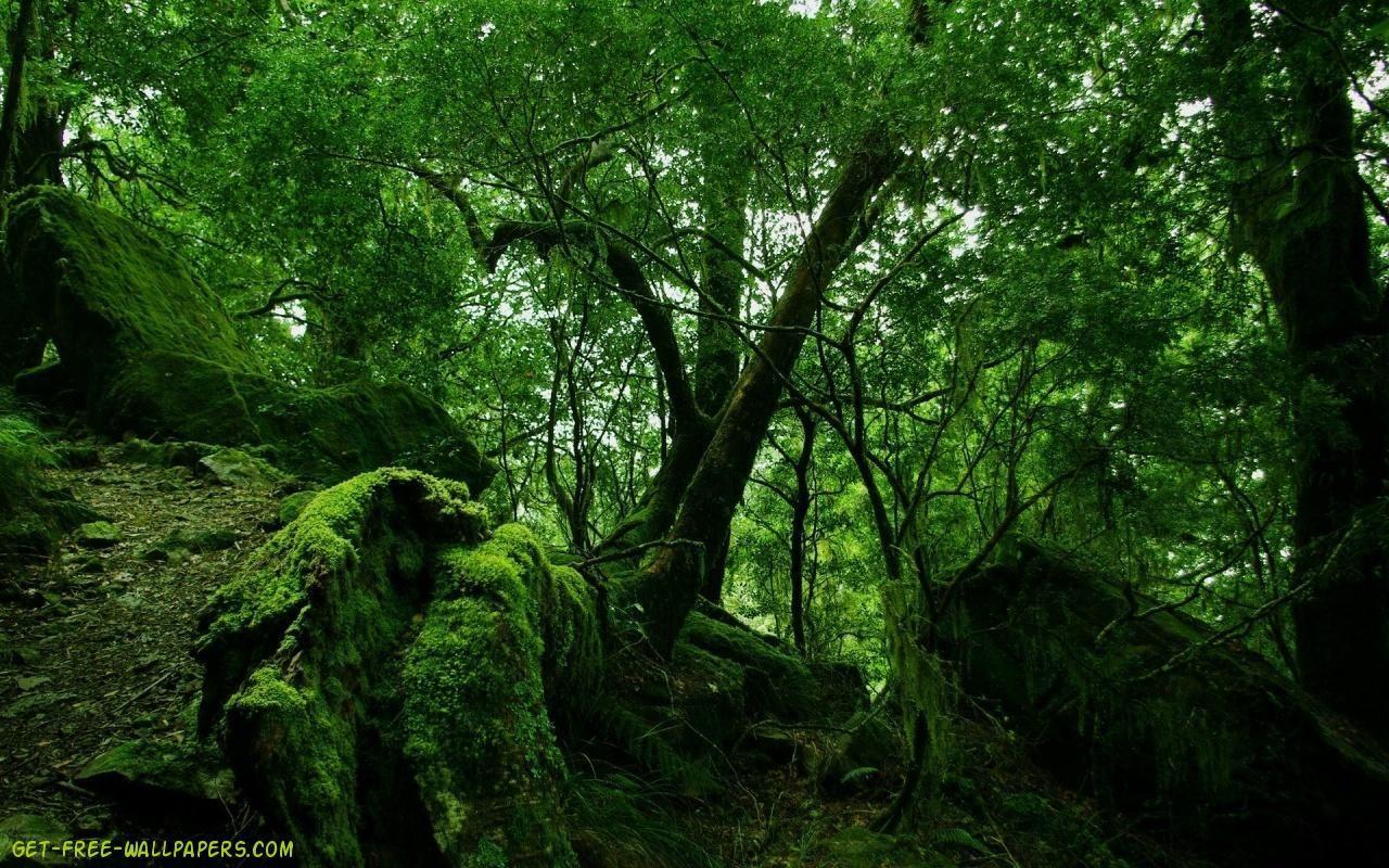 dark green forest