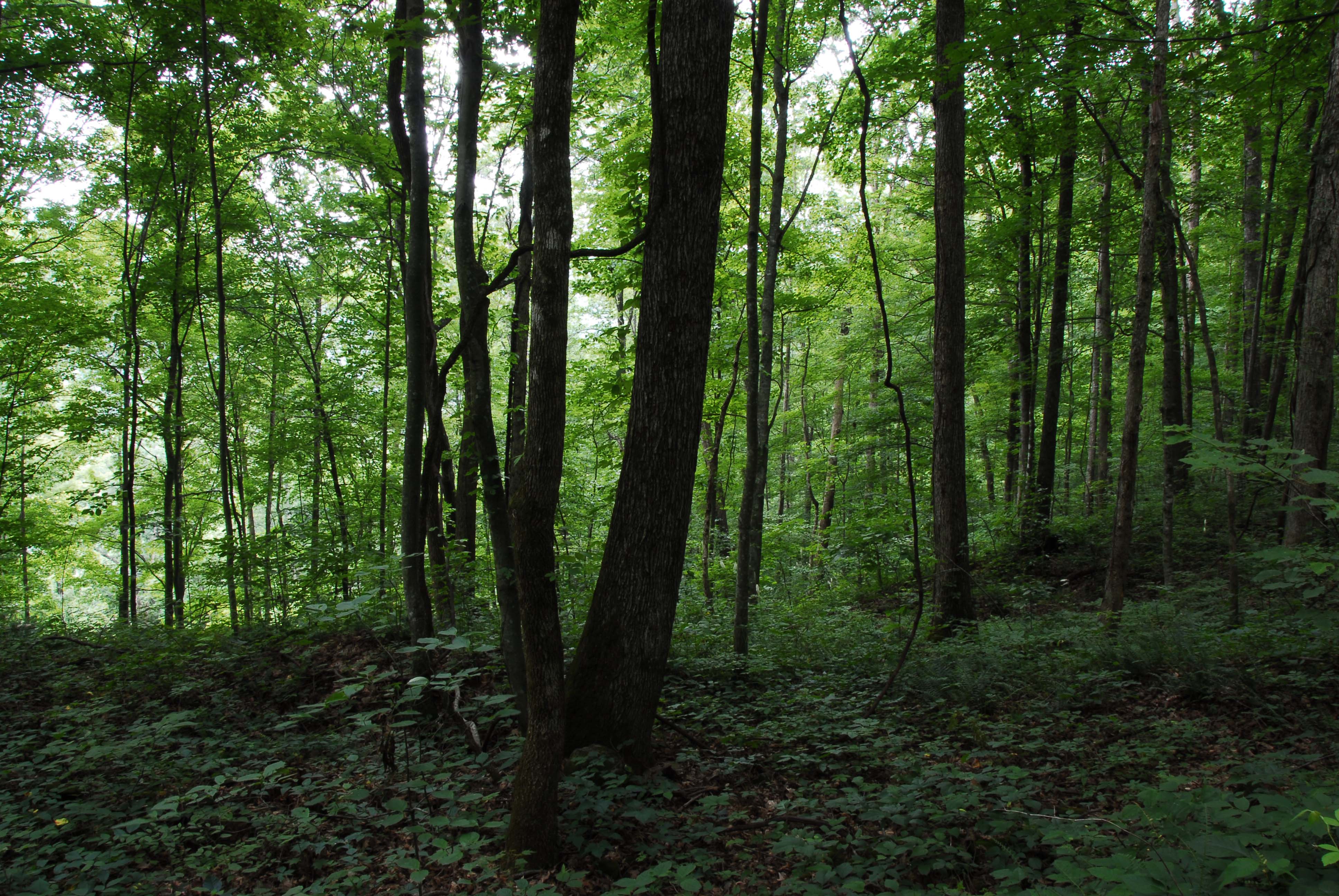 Как хорошо летом в лесу густая. Еловый темный лес Угра. Внутри леса. Лес изнутри. Фото леса.