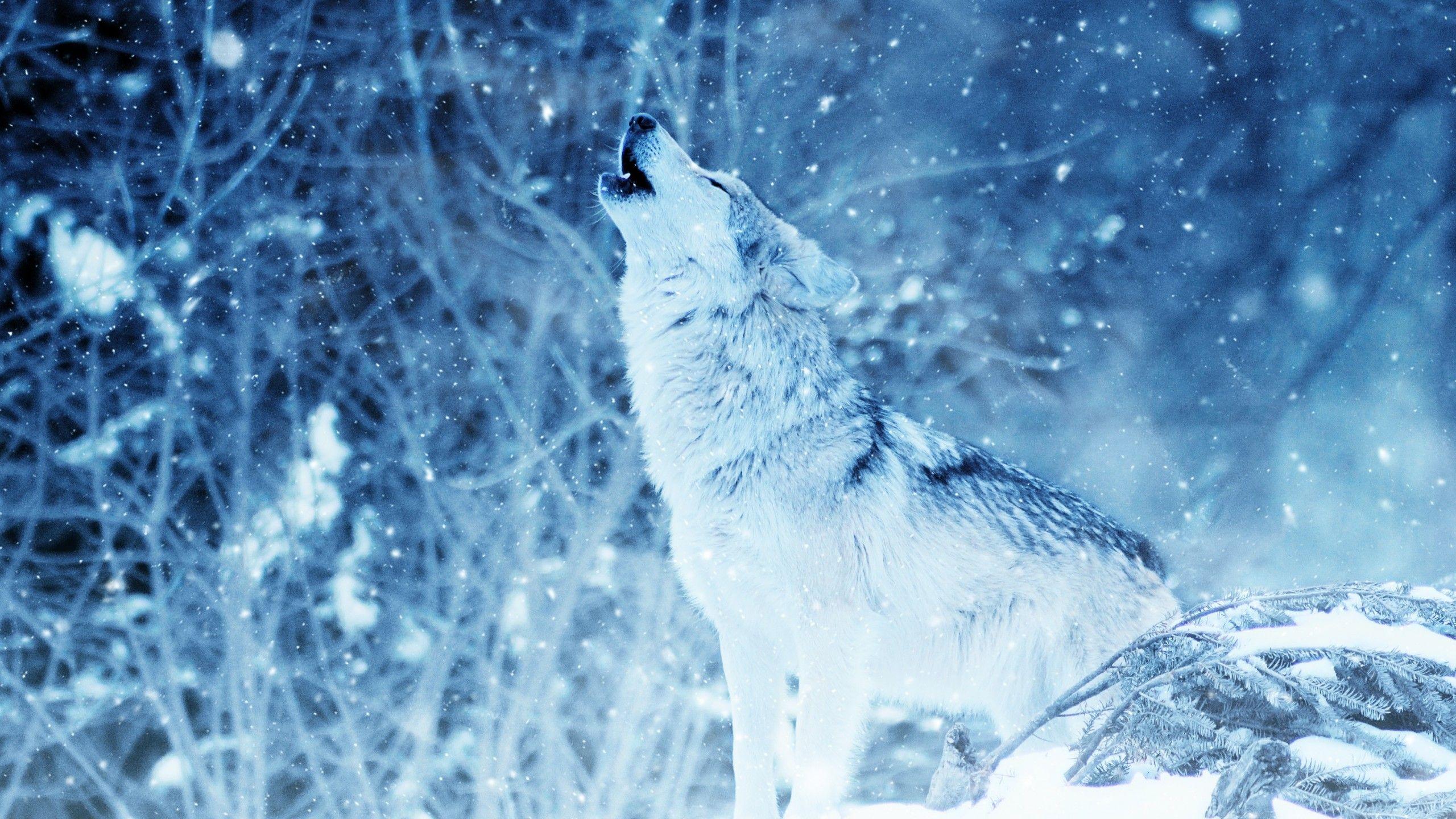 Wallpaper Wolf Howling, Winter, Snowfall, HD, Animals