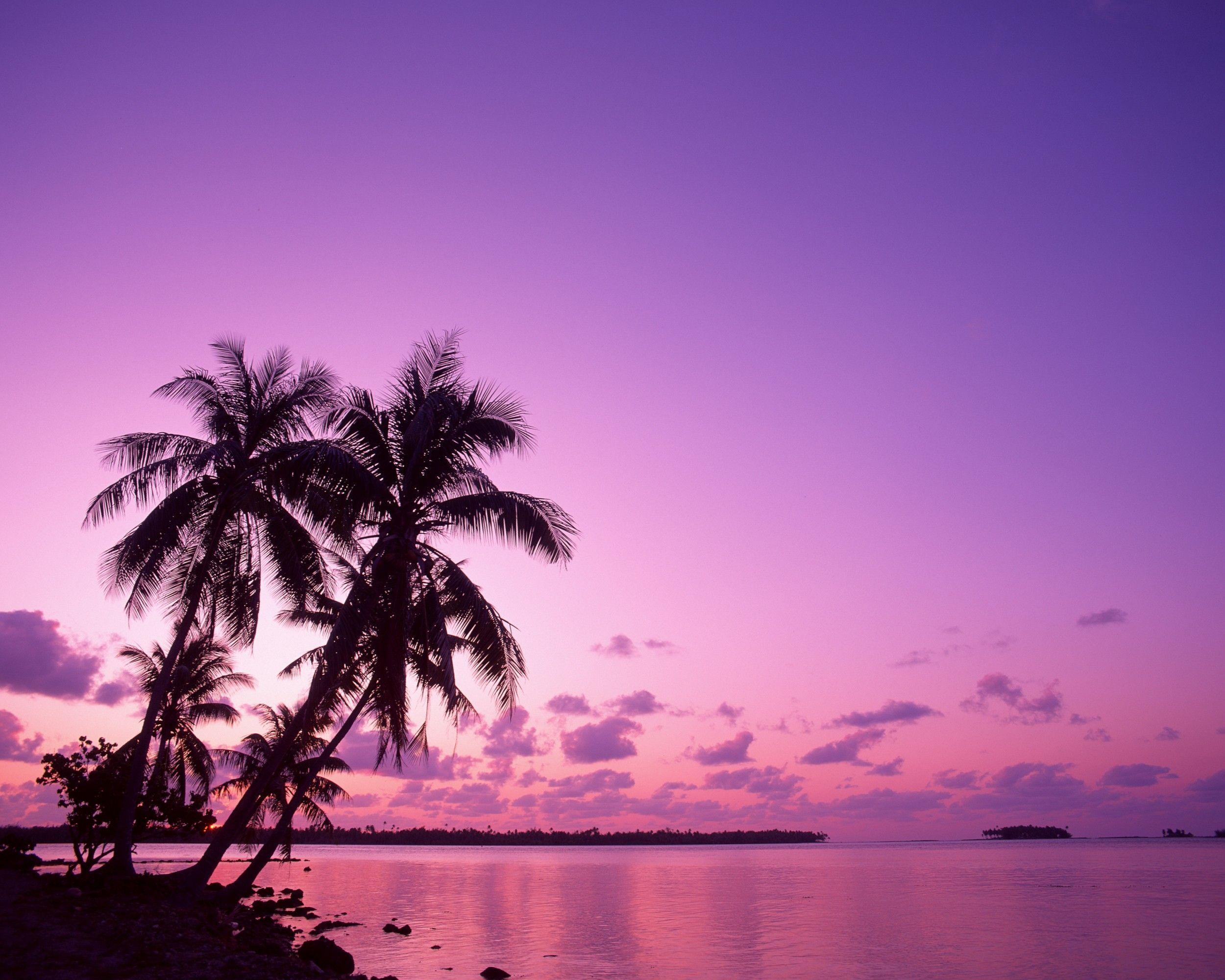 Sunset Sea Beach Coconut Recovered Digital Camera Summer Desktop