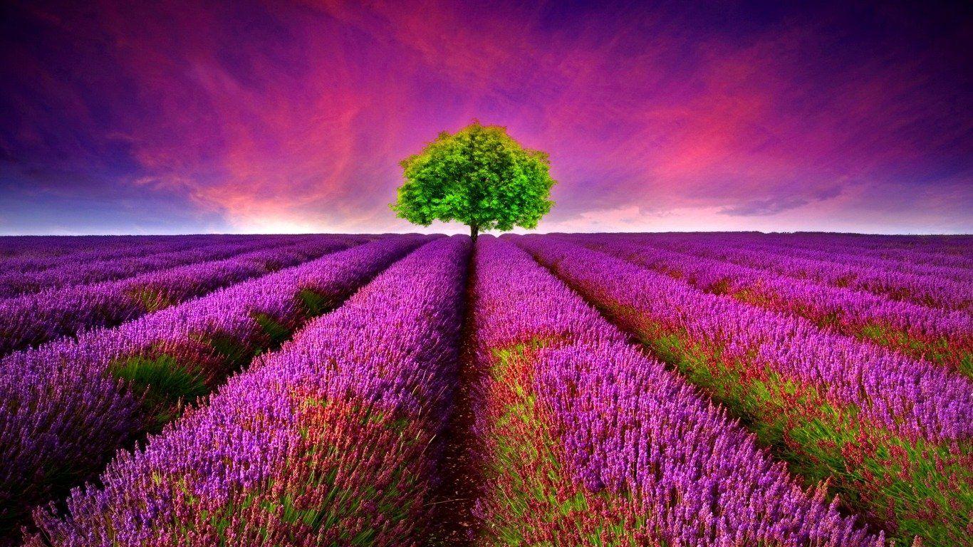 Lavender HD Wallpaper and Background Image