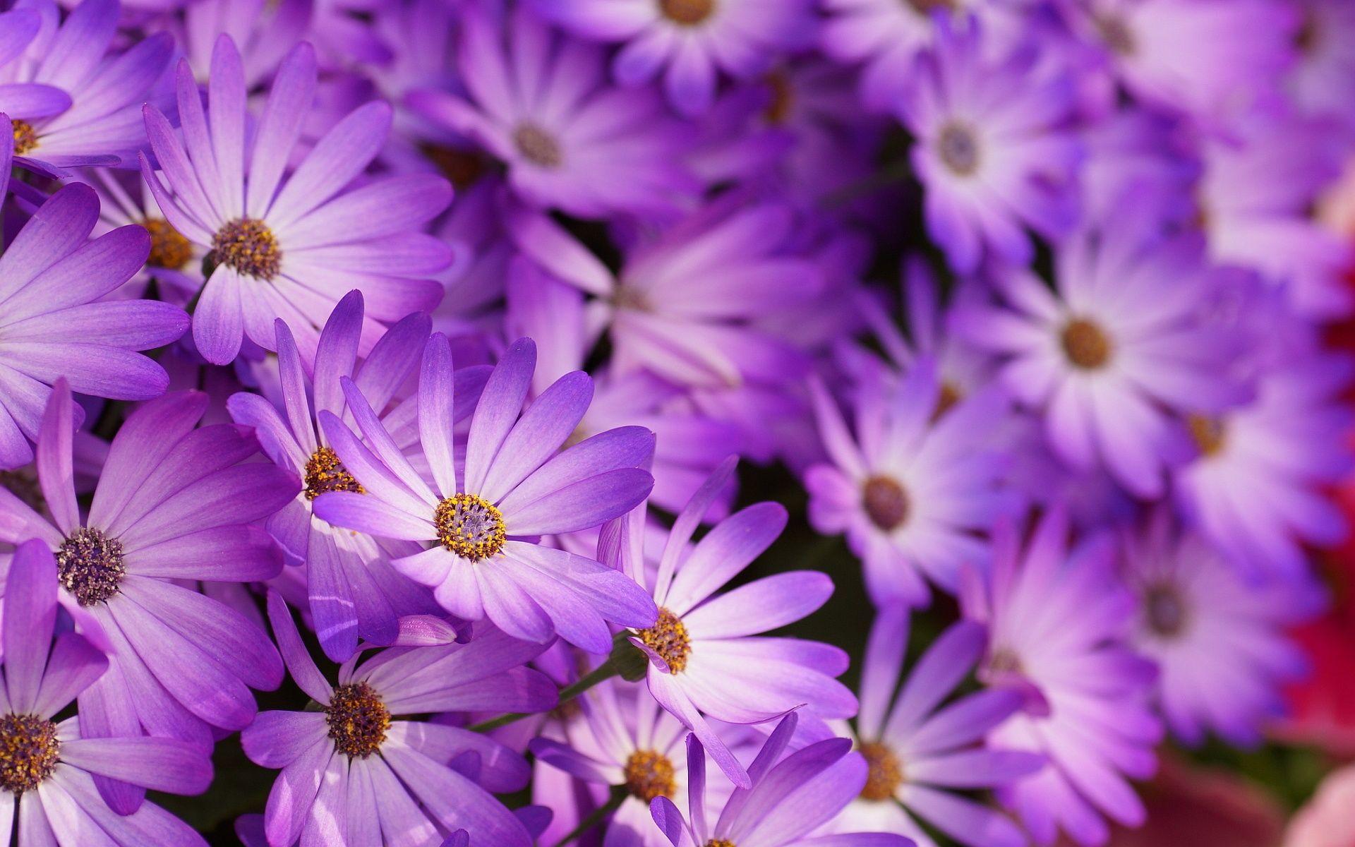 Purple Flower Wallpaper High Resolution For Desktop Wallpaper 1920 x