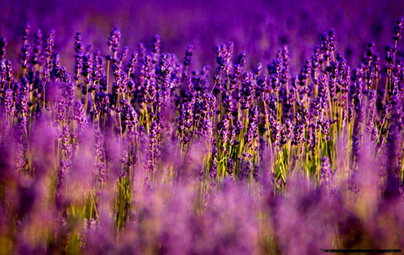 Field Lavender Flowers Summer Nature Hd Wallpapers