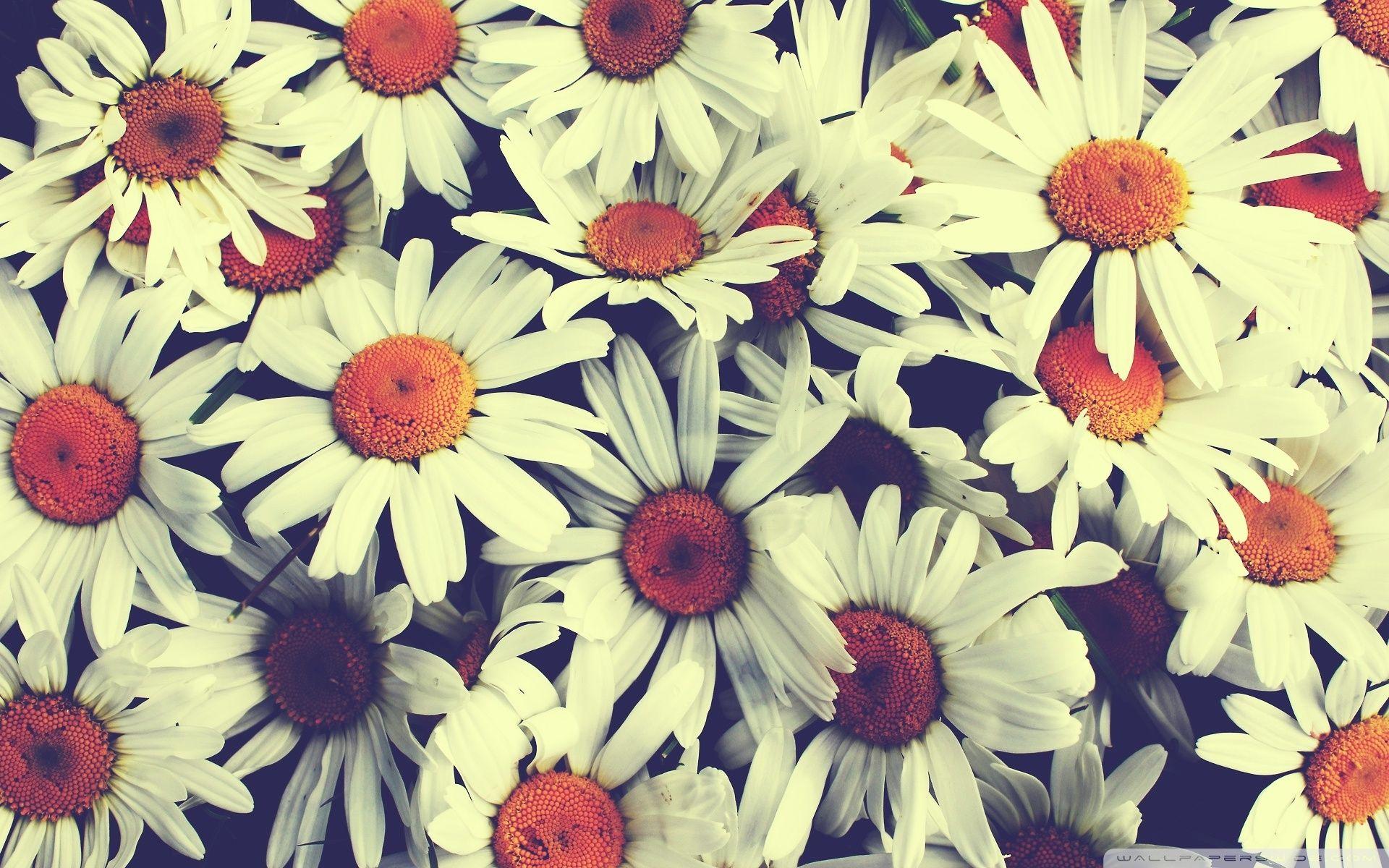 Free Download Vintage Flower Background HD