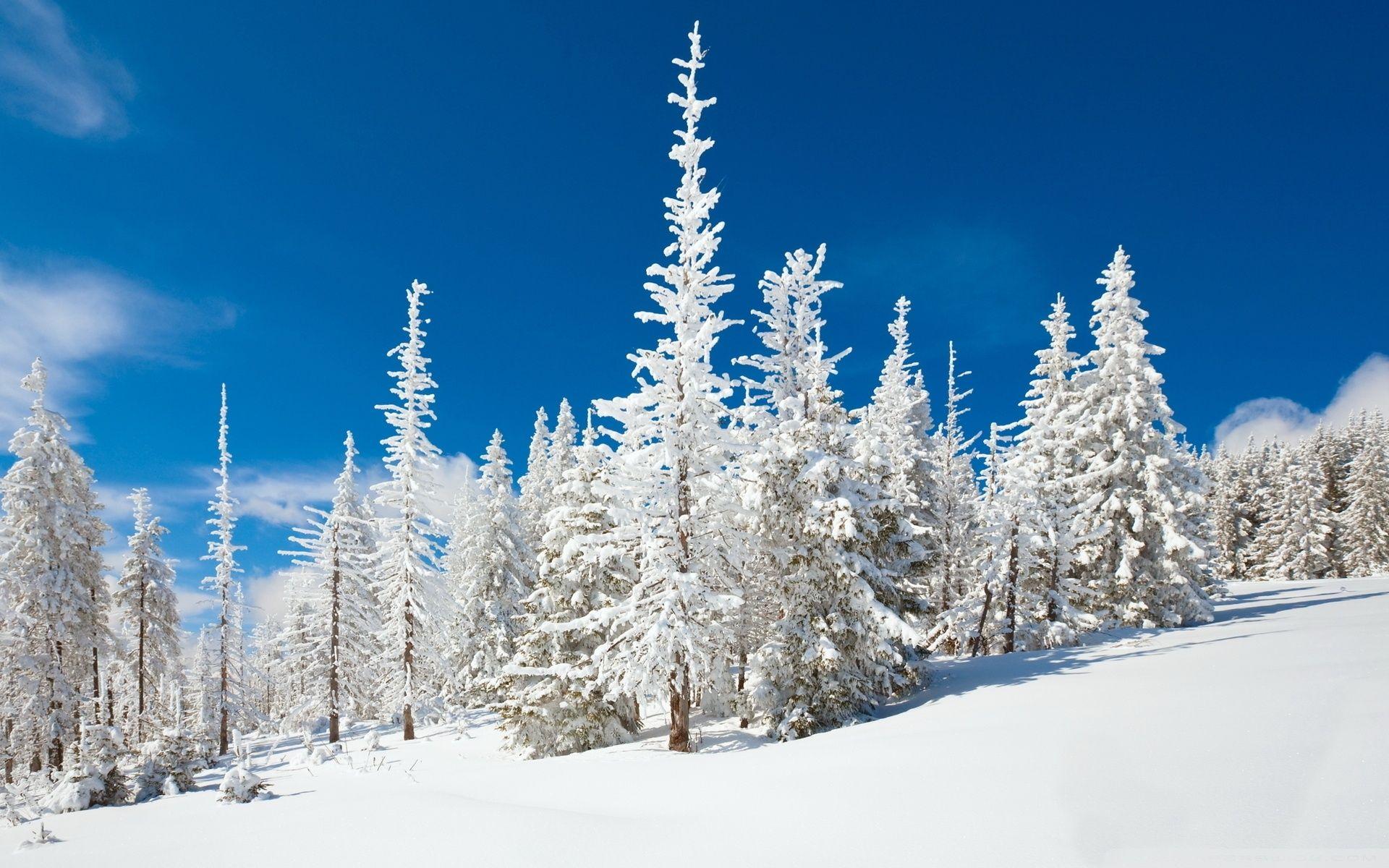 Beautiful Snowy Forest ❤ 4K HD Desktop Wallpaper for 4K Ultra HD TV