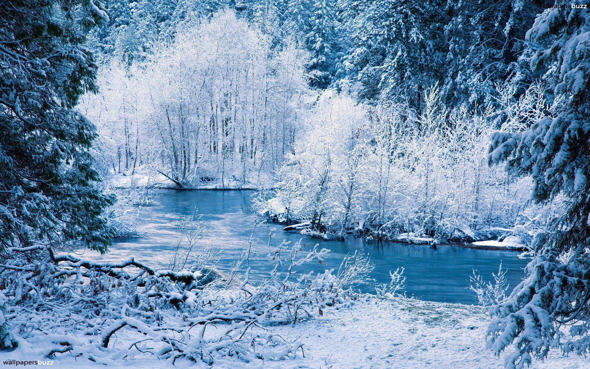 The river in the winter forest HD Wallpaper