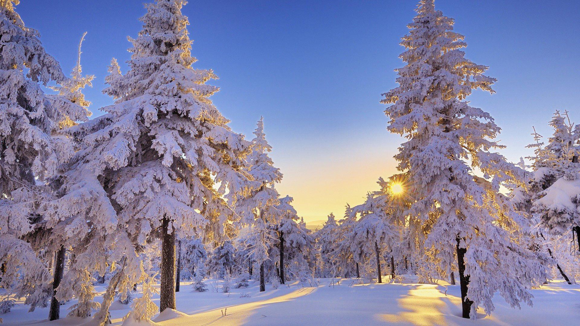 Beautiful trees in winter forest wallpaper and image