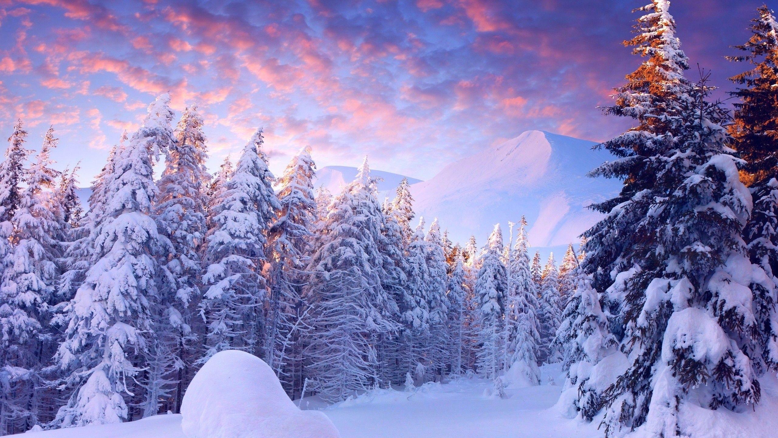 Winter: Pretty Winter Forest Snow Snowy Wintery Trees Wonderland 3D