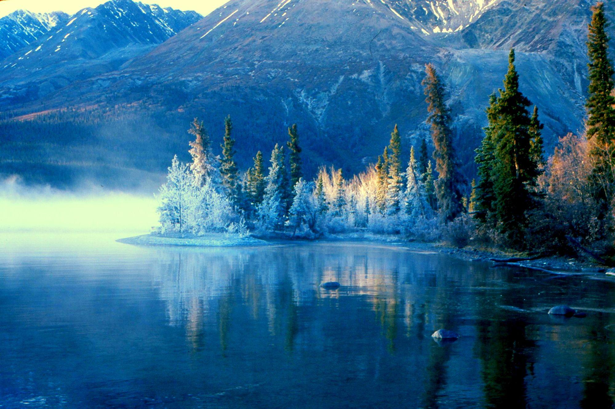 Yukon Winter Forest HD Wallpaper, Background Image