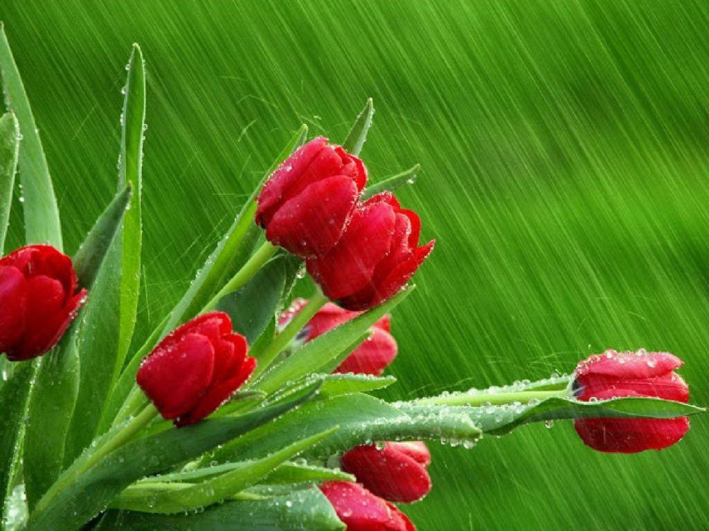 Beautiful Red Flower Rainy Season Picture