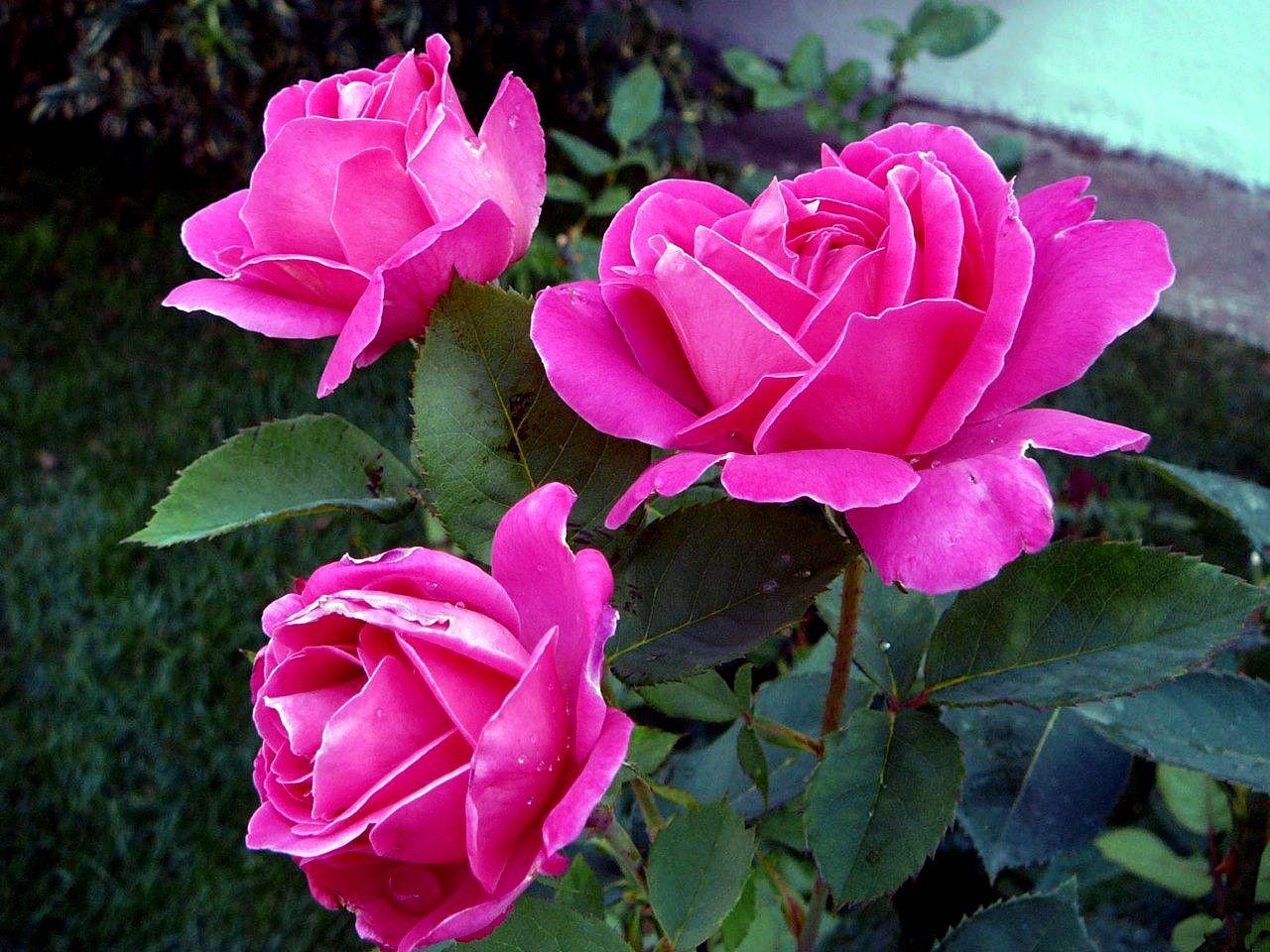 Widescreen Flowers Pink Roses New Flowerbed Nature Flower Beautiful