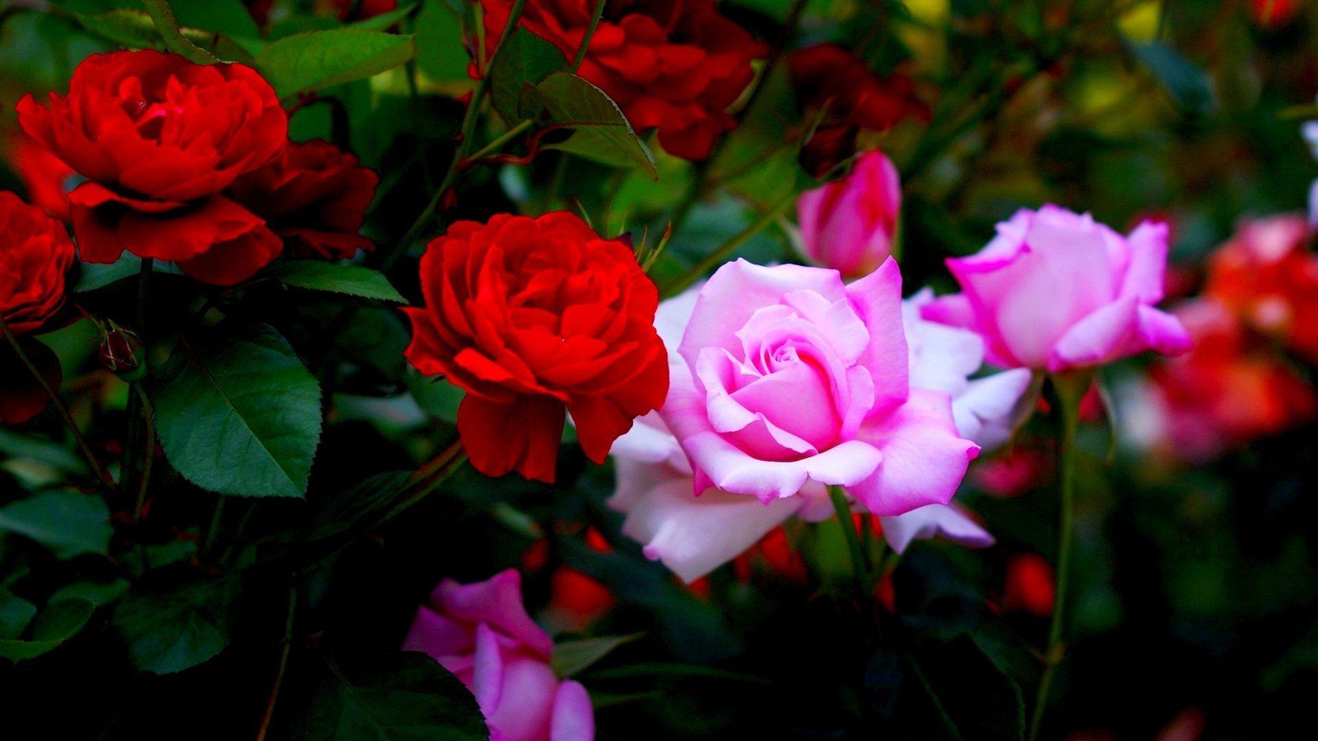 Desktop Flowers Rose Garden Pink Roses Nature Red Full HD P With