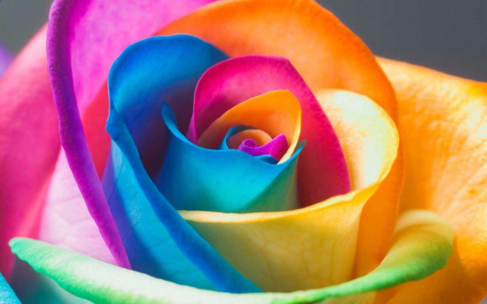 gousicteco: Neon Rainbow Roses Wallpaper Image