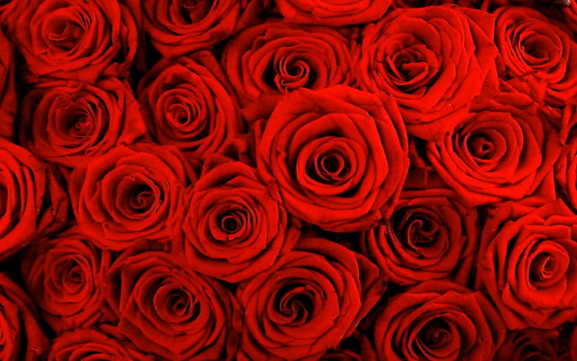 Red Rose Background. HD Background Pic