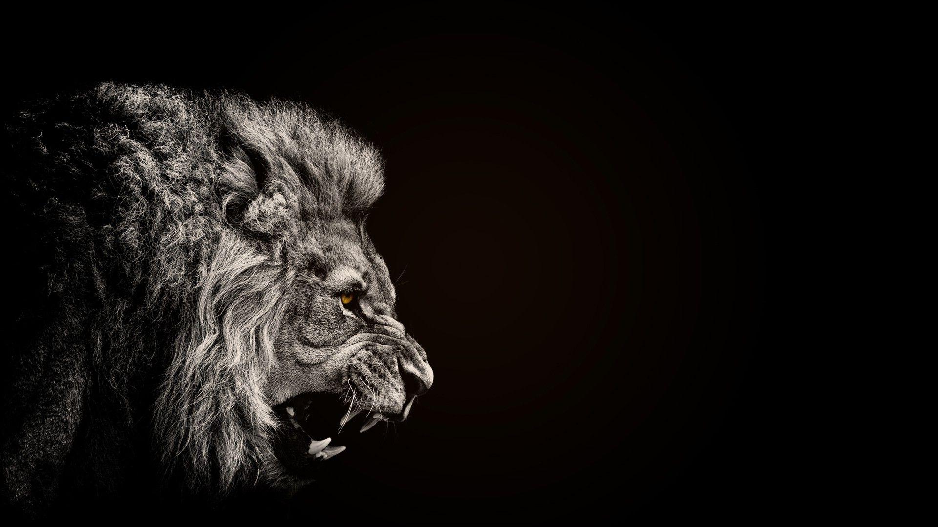 animals, Lion, Black Wallpaper HD / Desktop and Mobile Background