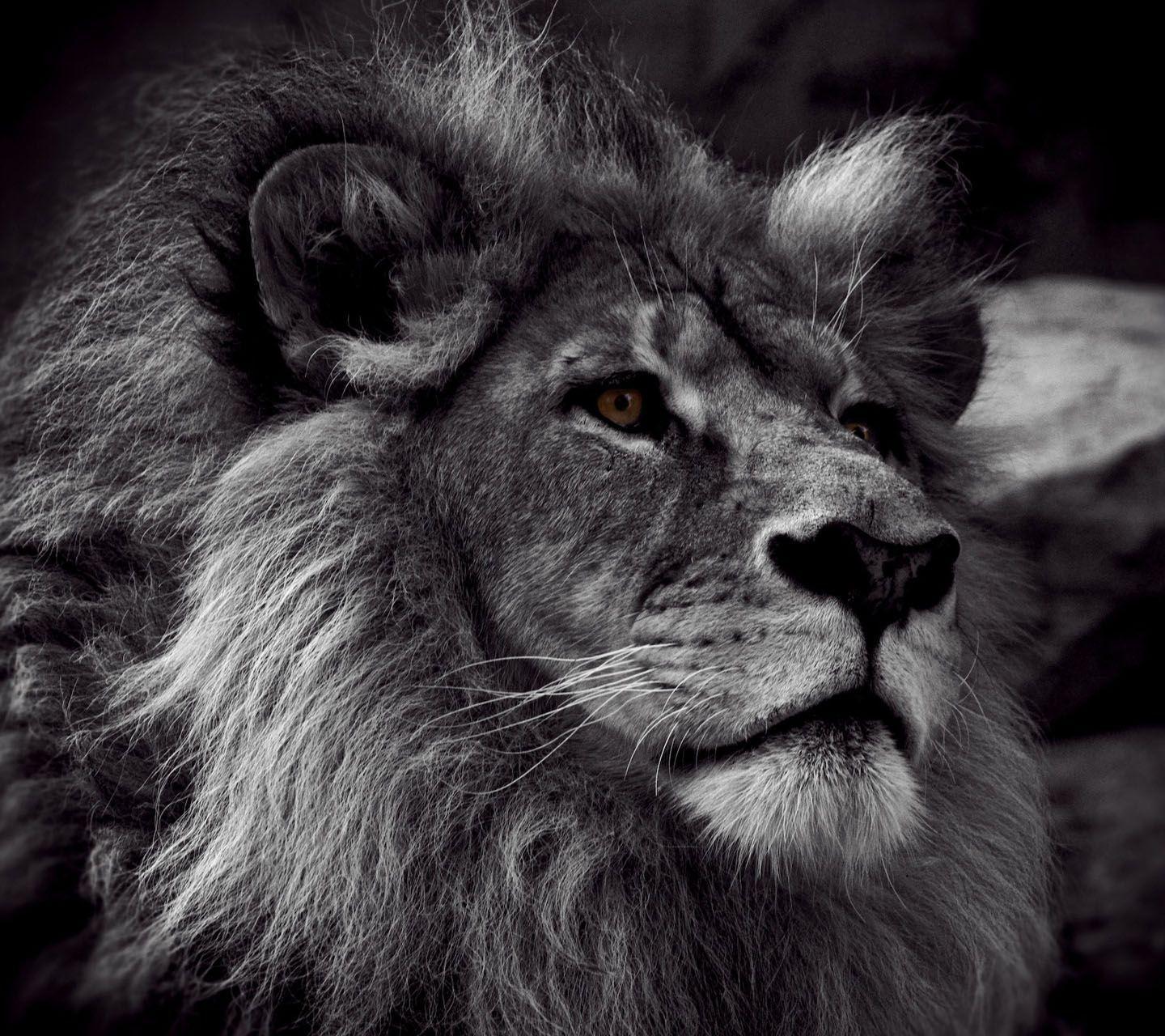 Lion In Black Background Images - Wallpaper Cave