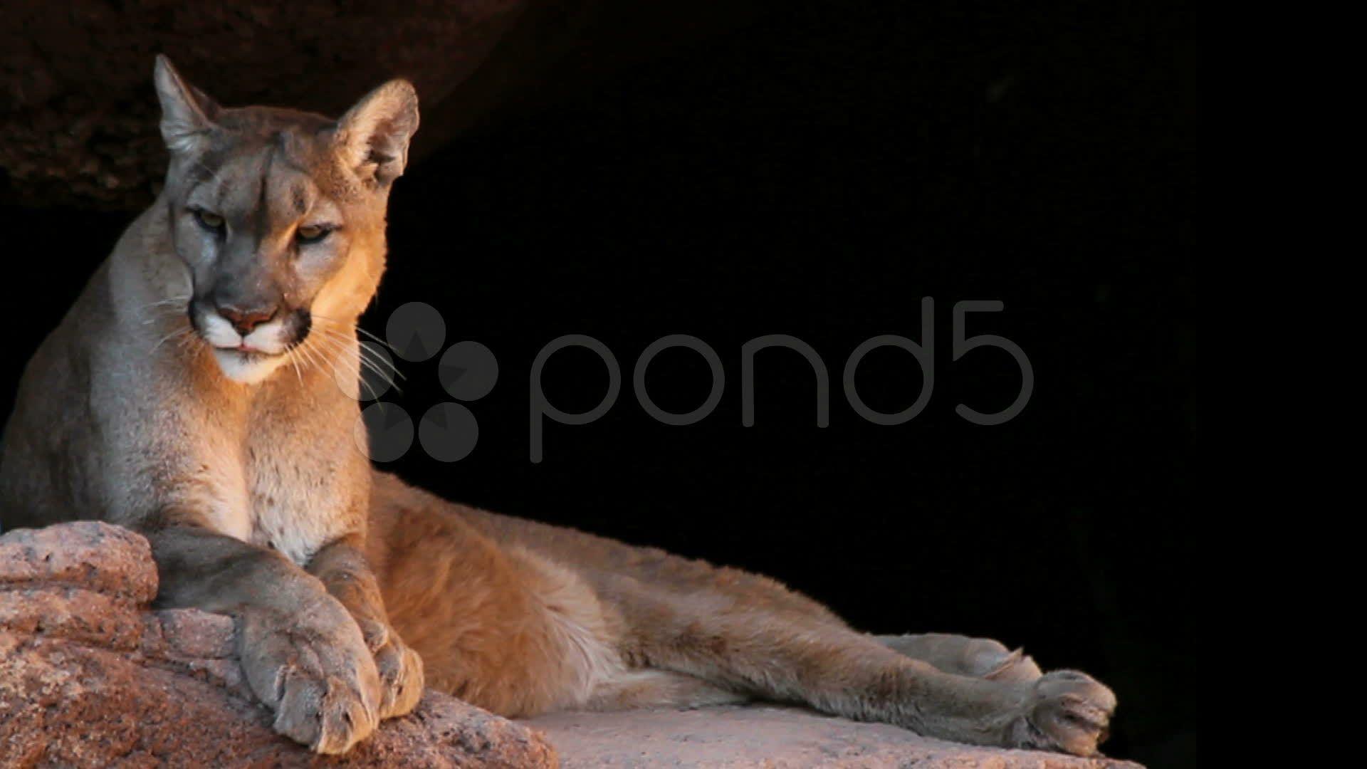 Stock Video: Mountain Lion Black Background