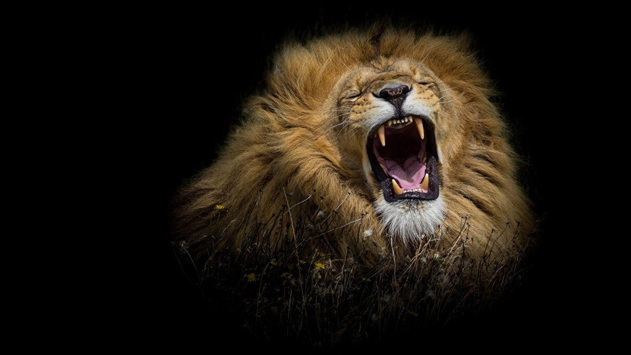 Picture Lions Canine tooth fangs Roar Animals Black background