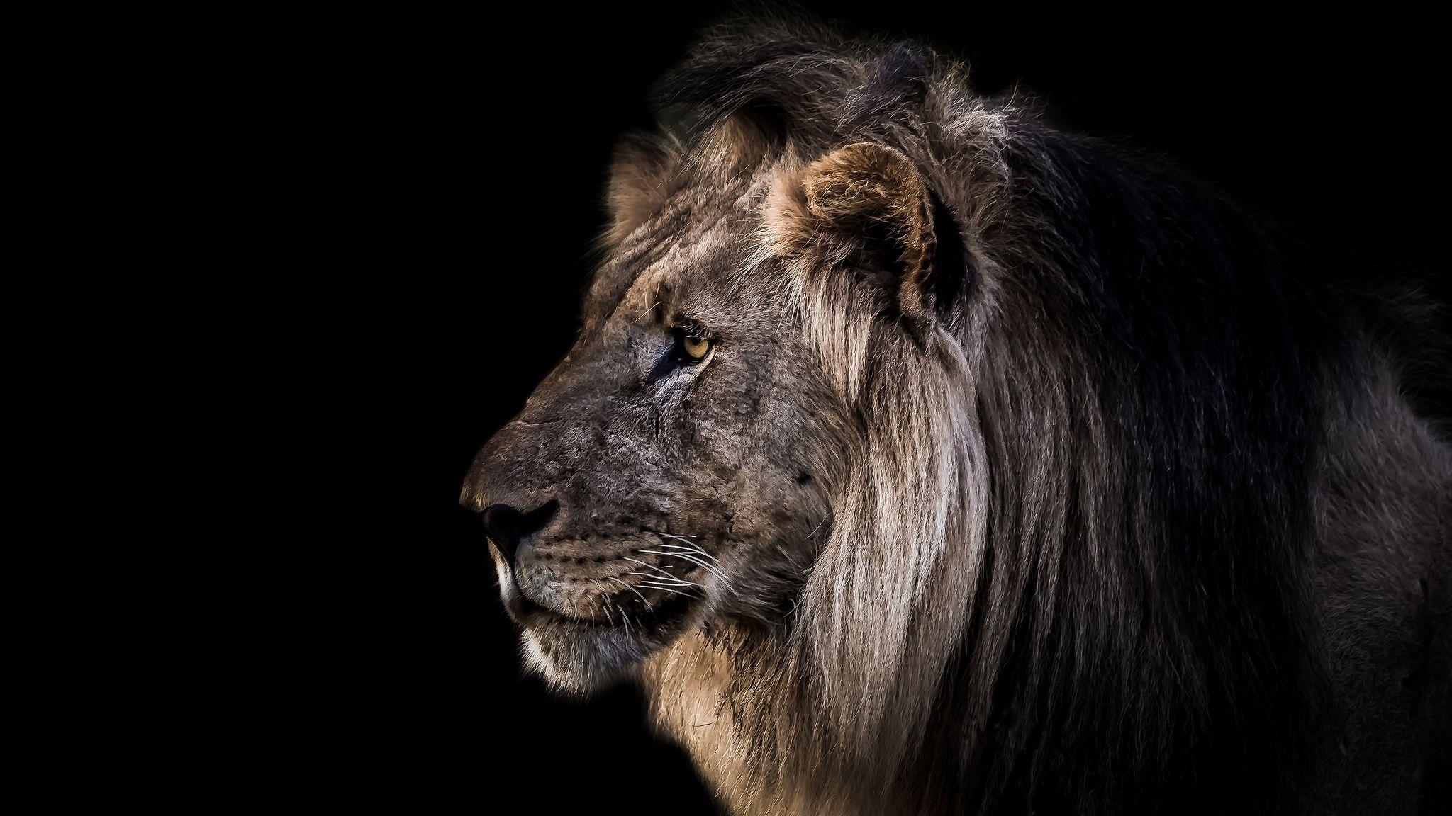Picture Lions Head Animals Black background 2048x1152