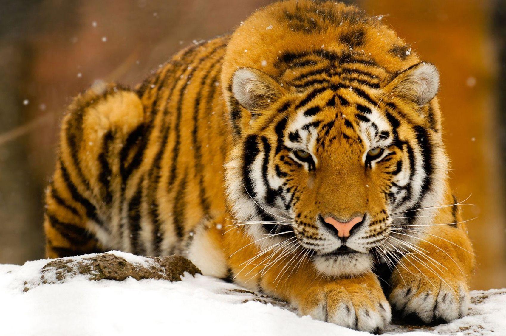 Cool Wild Animal Wallpaper Desktop Background. Animals