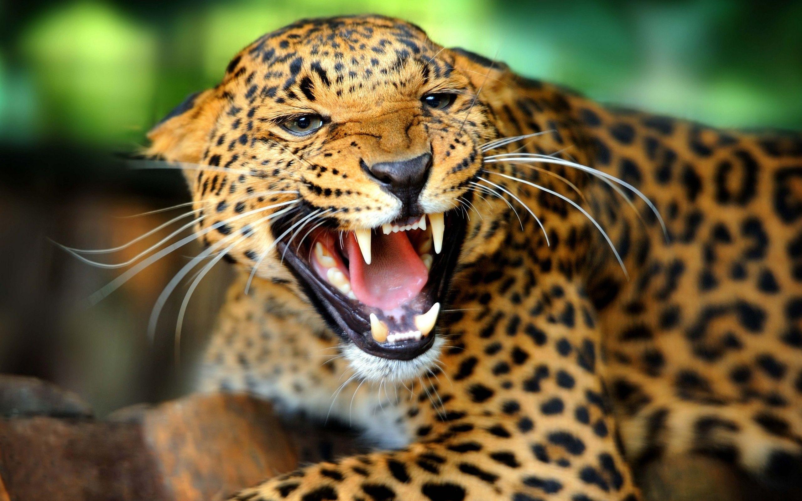 Animal Jaguar wallpaper (Desktop, Phone, Tablet) Desktop