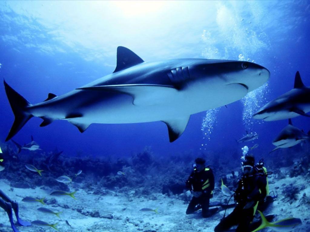 Shark Wallpaper Ocean Shark Wallpaper Gallery