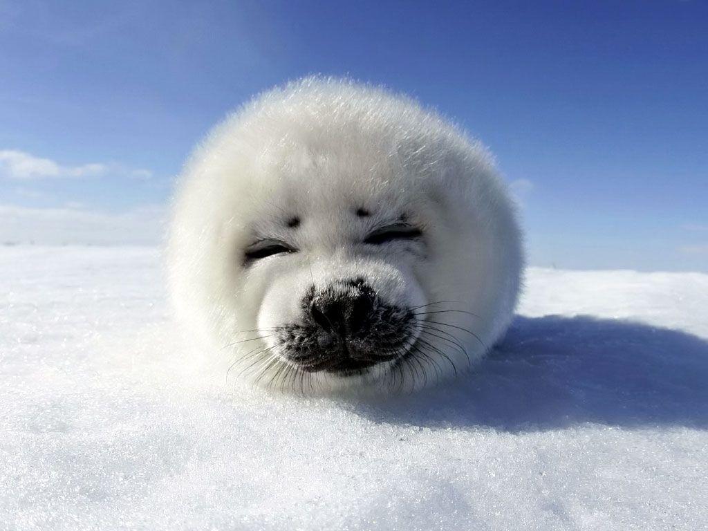 Seal Wallpaper Seal Water Photo Gallery