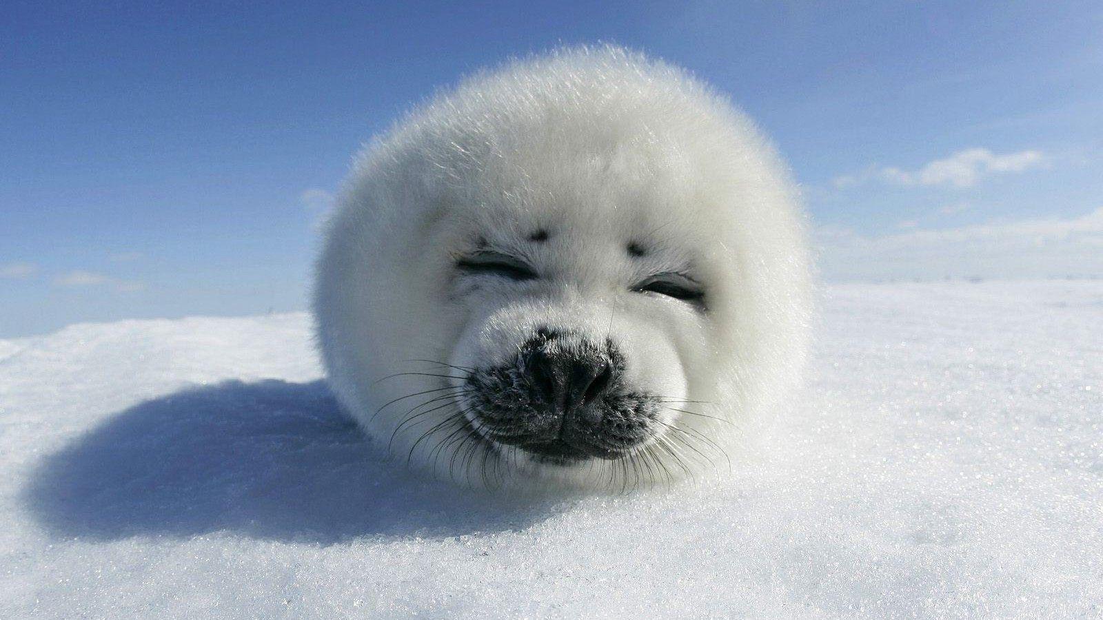baby seal wallpaper