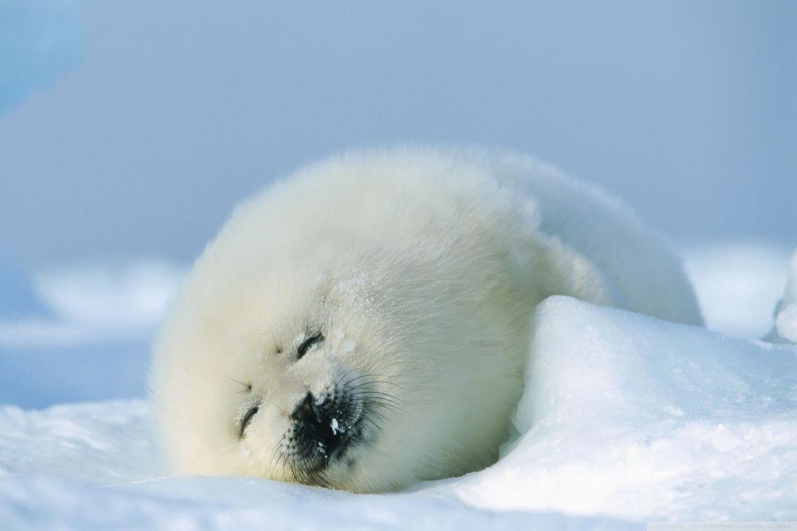 Polar Seal ❤ 4K HD Desktop Wallpaper for 4K Ultra HD TV • Tablet