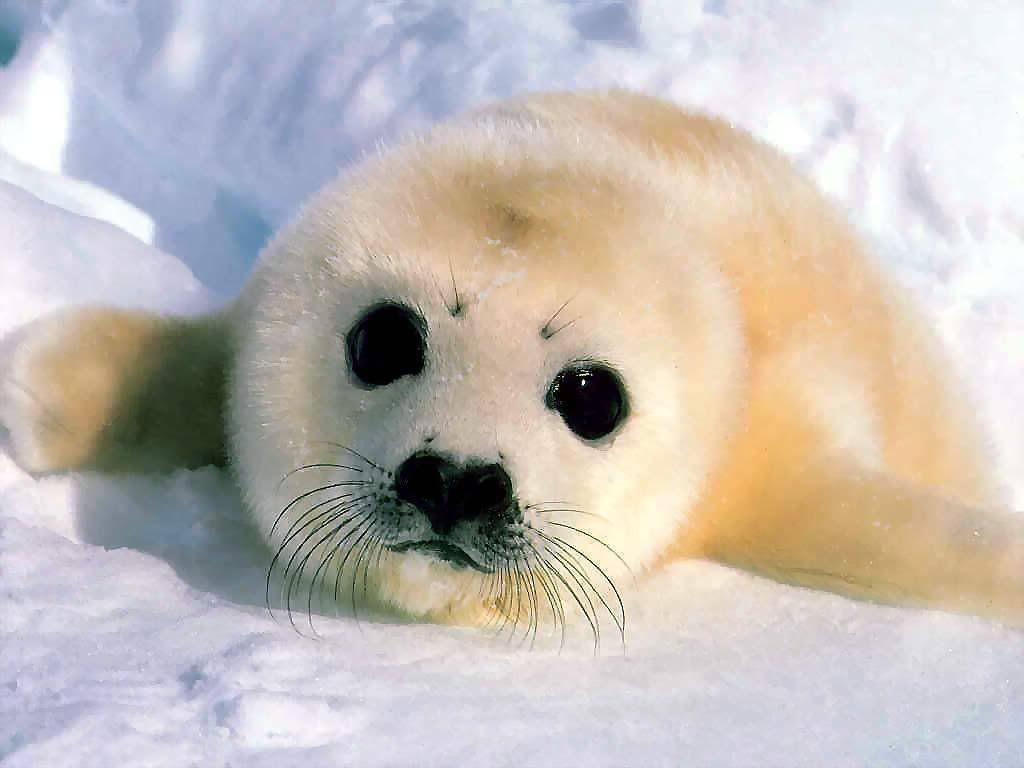 ♥ Baby Seal. too precious for words. Baby seal, Baby