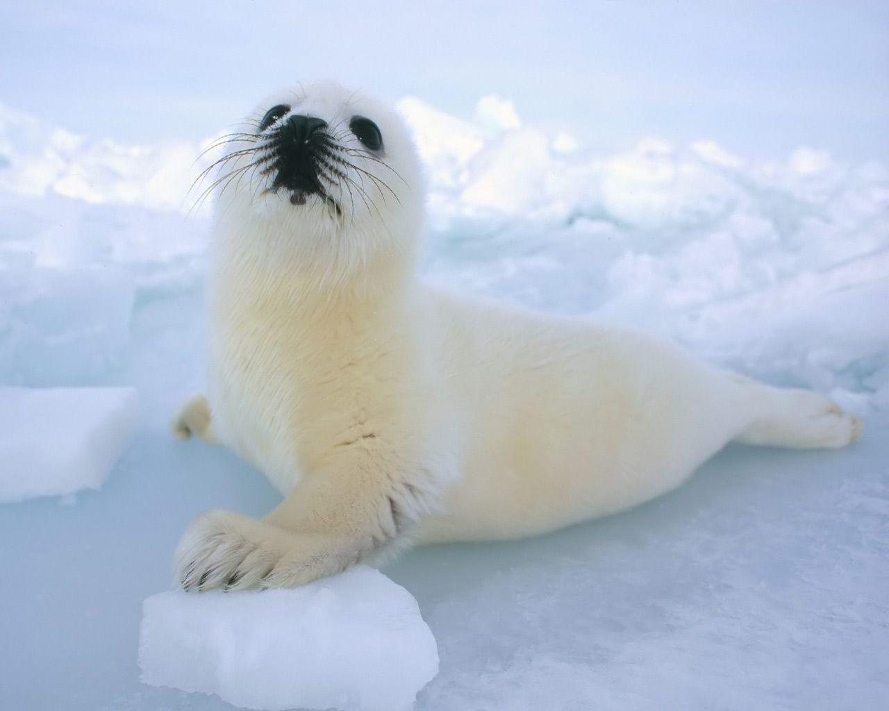 Seal Wallpaper. Animals. Baby harp seal, Baby seal