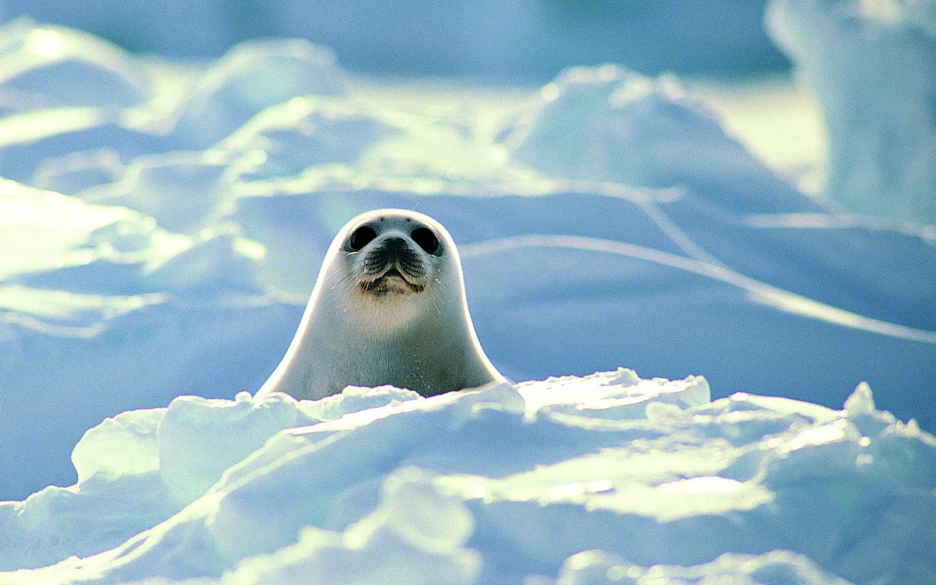 White Seal Pup Wallpaper