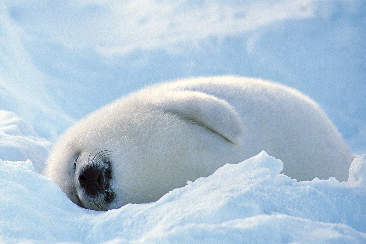 Baby Harp Seal Sleeping HD Desktop Wallpaper, Instagram photo