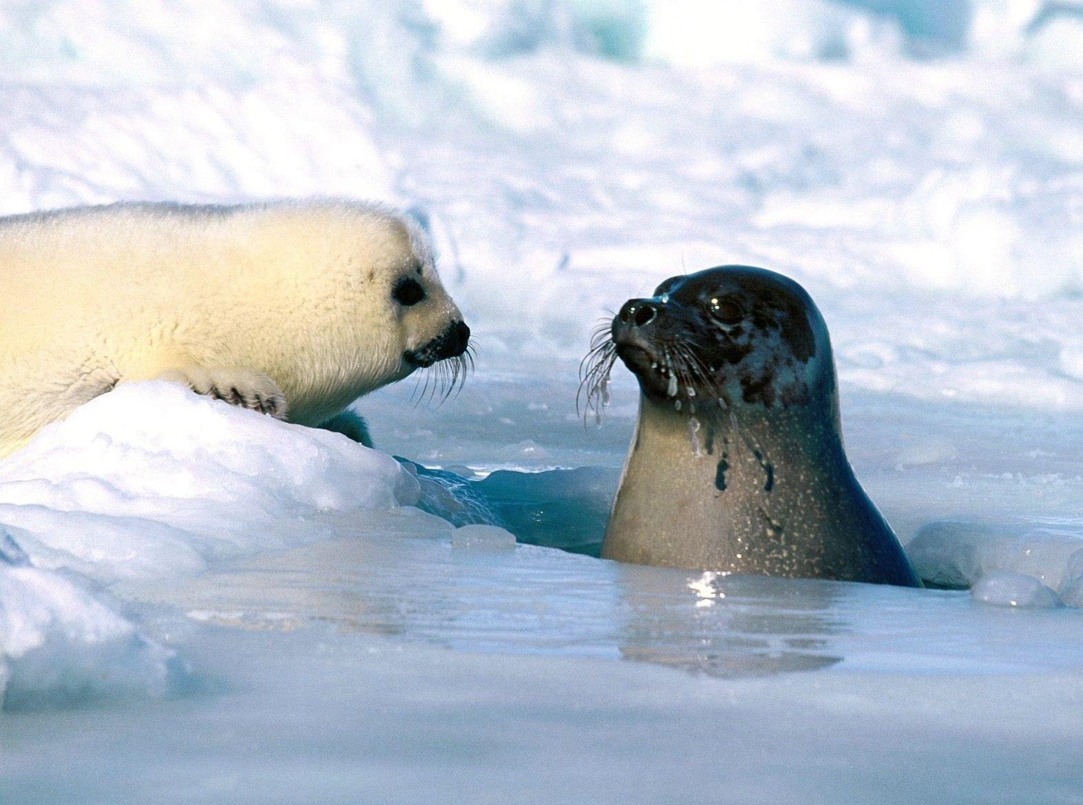 How's the water, mama?. sea mamals. Harp seal, Pup