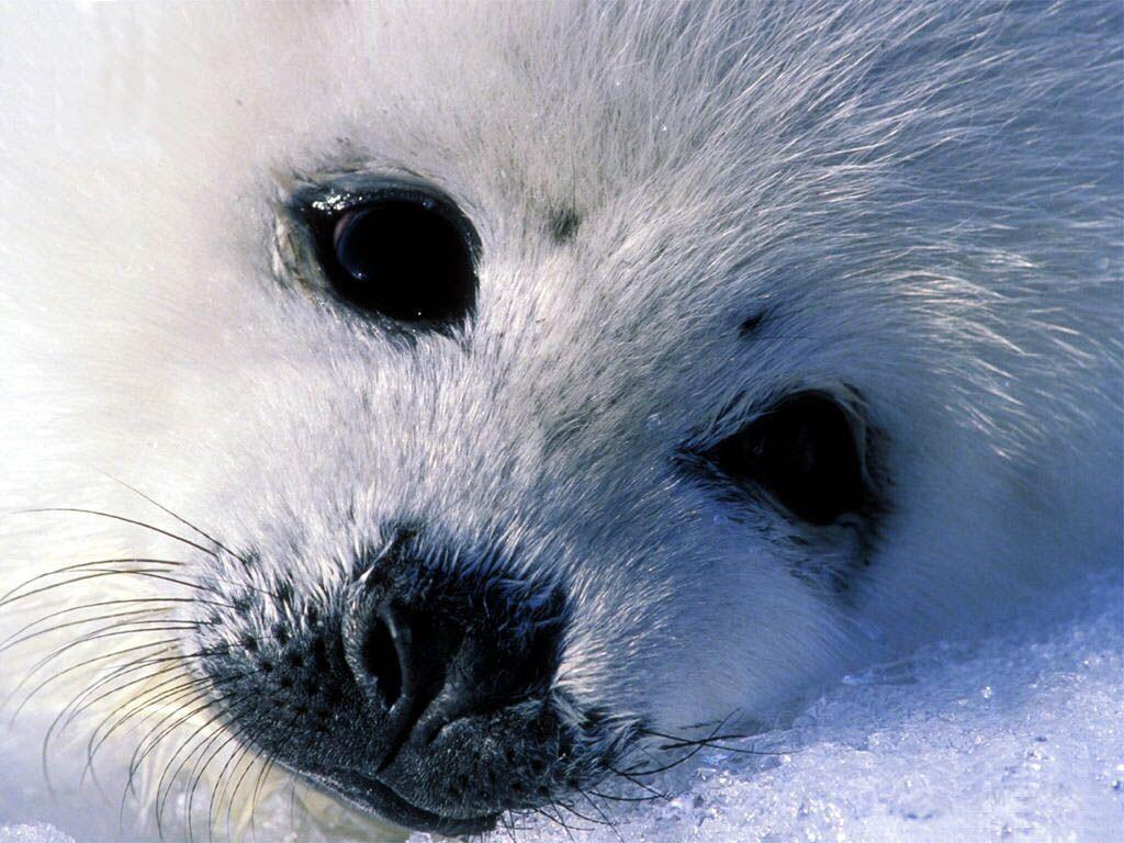 Baby Seal