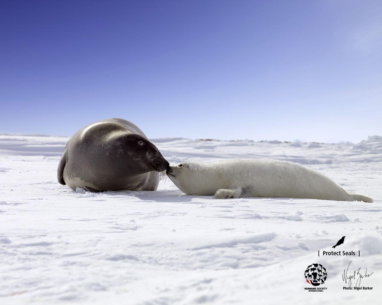 Seal Wallpaper by Nigel Barker, Humane Society International