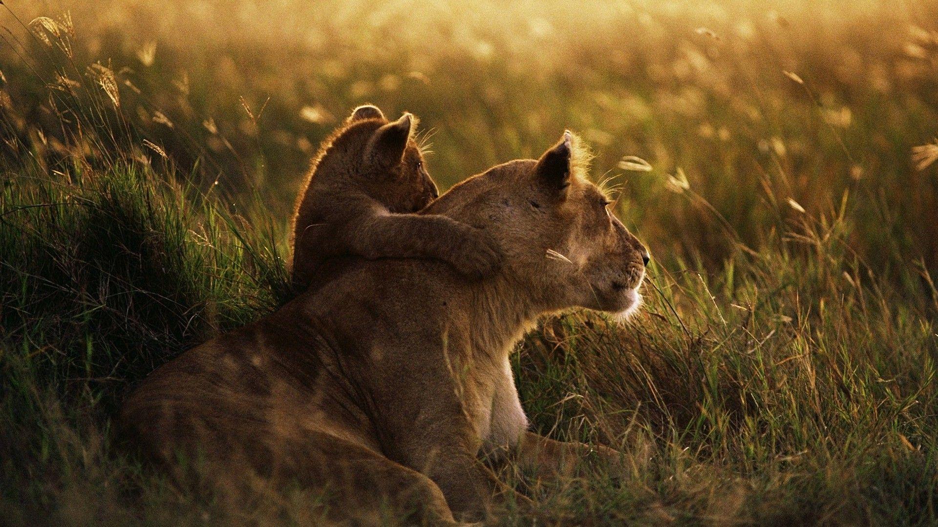 Free 1920x1080 African Lion Dawn Wallpaper Full HD 1080p Background