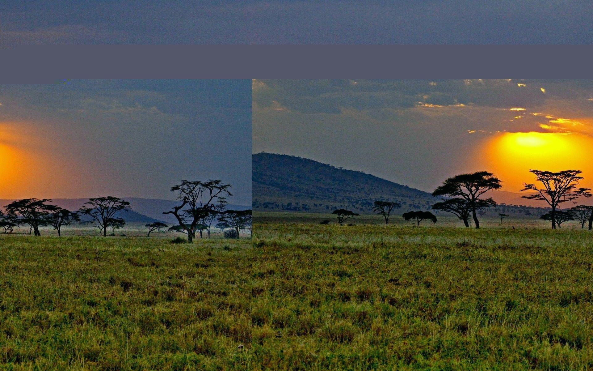 Sunset Trees Gras Field Africa desktop PC and Mac wallpaper