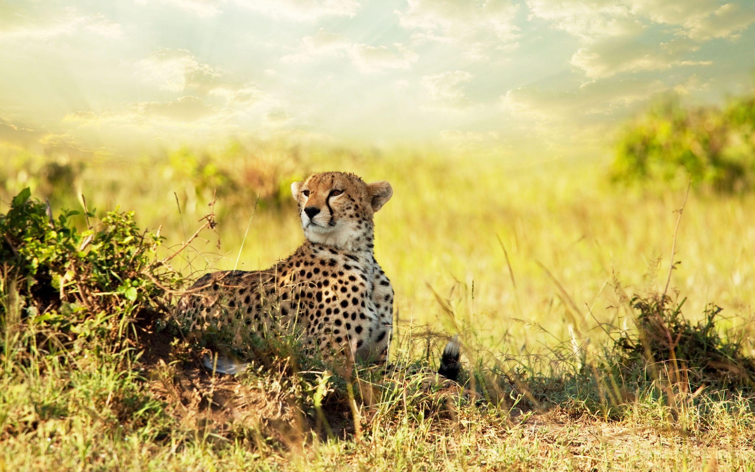 Cheetah in African savanna wallpaper